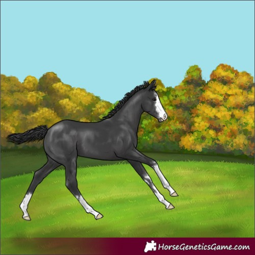 Horse Color:Black 