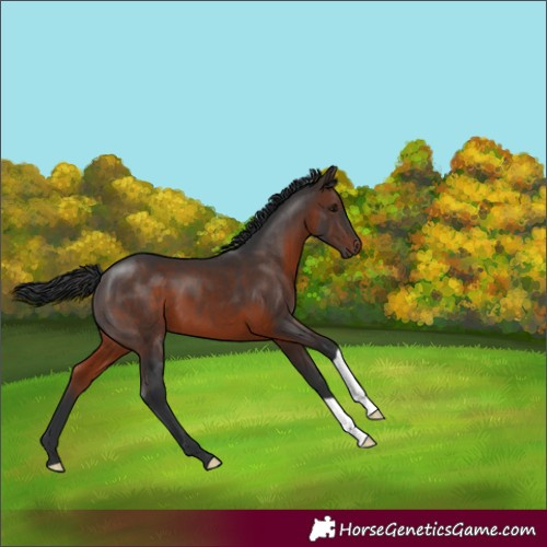 Horse Color:Brown 