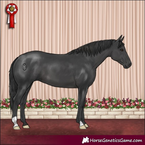 Horse Color:Black 