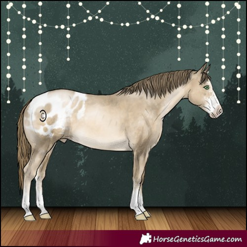 Horse Color:Smoky Black Pearl Sabino Appaloosa 