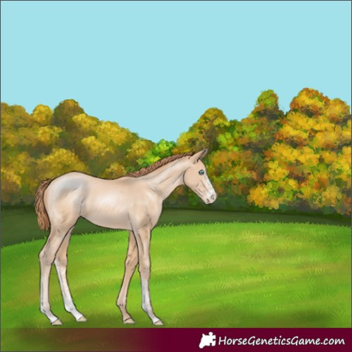 Horse Color:Buckskin Pearl Sabino 