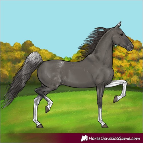 Horse Color:Unknown 
