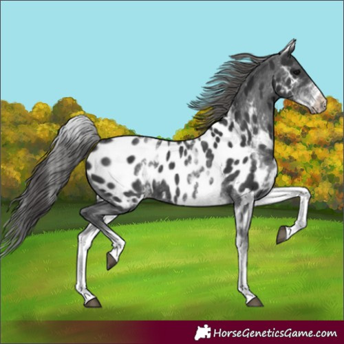 Horse Color:White Spotted Black Near Leopard Rabicano 