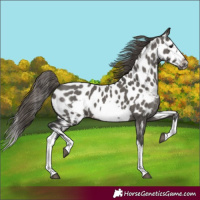 Horse Color:Grullo Splash Frame Near Leopard 