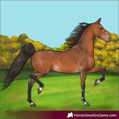 Horse Color:Bay 