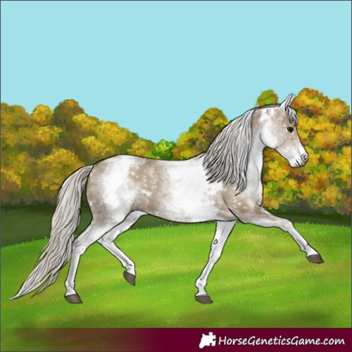 Horse Color:Gray White Spotted Silver Grullo Rabicano
