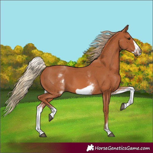Horse Color:White Spotted Chestnut Frame 