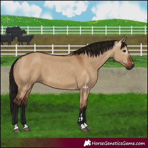 Horse Color:Gray Bay Dun 