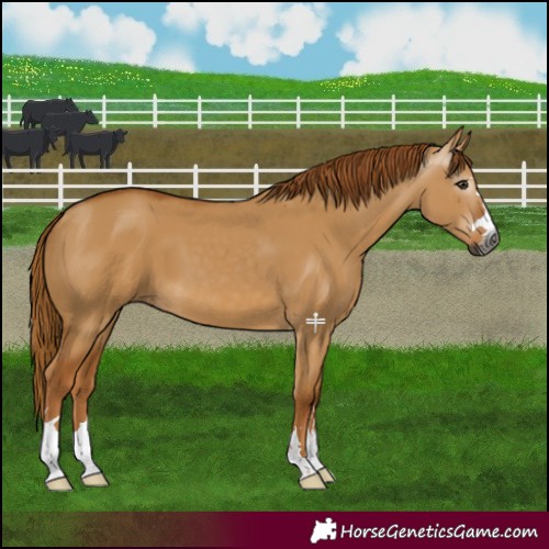 Horse Color:Gray Red Dun 