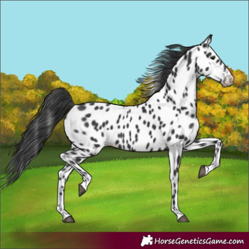 Horse Color:Black Near Leopard 