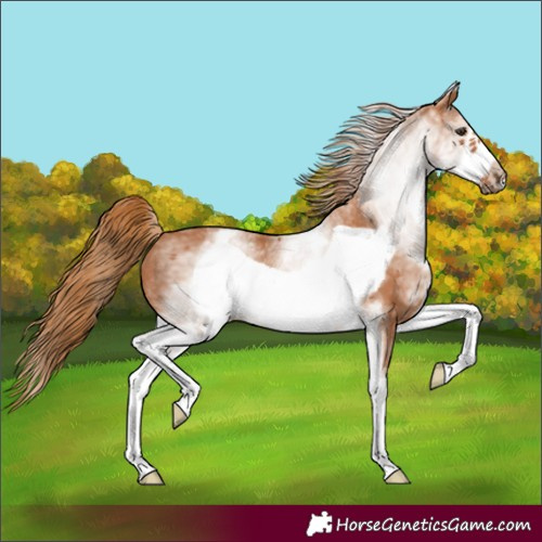 Horse Color:White Spotted Chestnut Frame 
