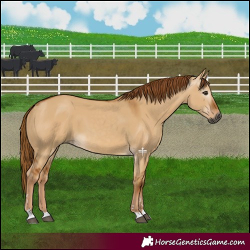 Horse Color:Gray Red Dun 