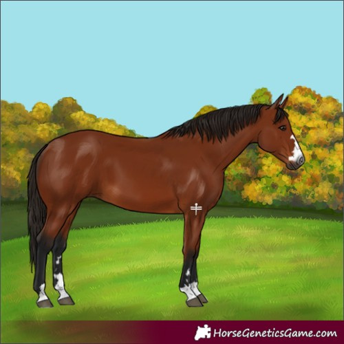 Horse Color:Gray Bay 