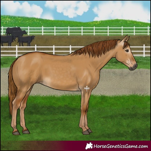 Horse Color:Gray Red Dun 