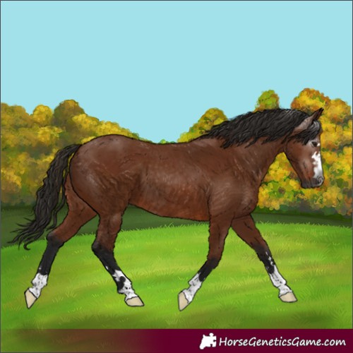 Horse Color:Gray Bay 