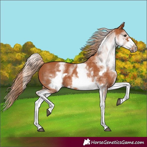 Horse Color:White Spotted Chestnut Frame 