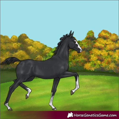 Horse Color:Black 