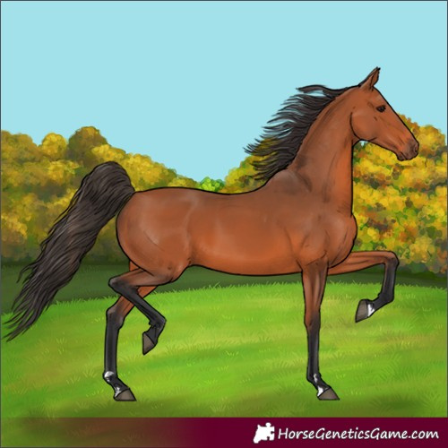 Horse Color:Bay 