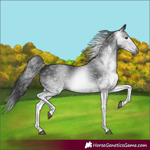 Horse Color:Gray White Spotted Black 