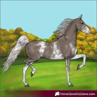 Horse Color:White Spotted Silver Black
