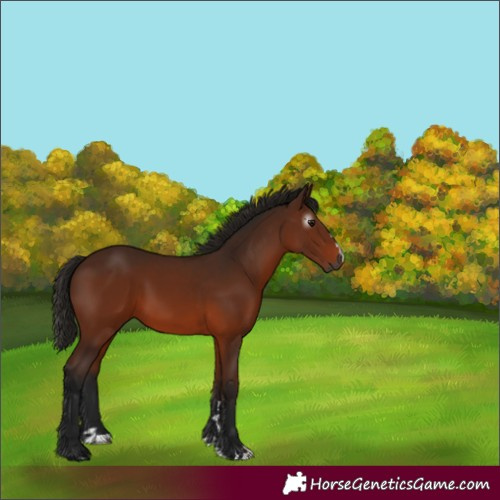 Horse Color:Gray Bay 