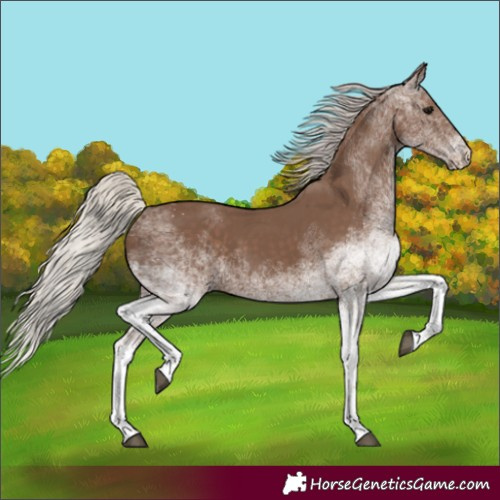 Horse Color:White Spotted Silver Black 