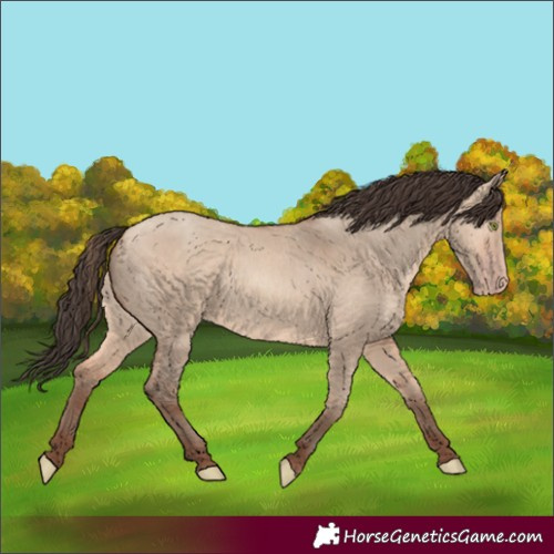 Horse Color:Amber Champagne Dun 