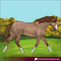 Horse Color:Red Dun 