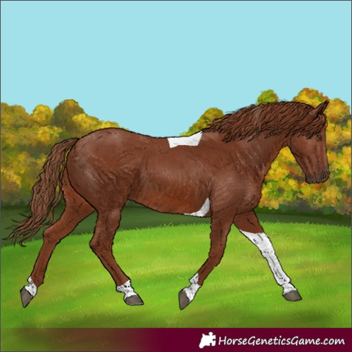 Horse Color:Unknown 