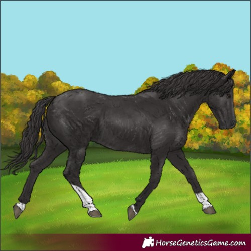 Horse Color:Unknown 