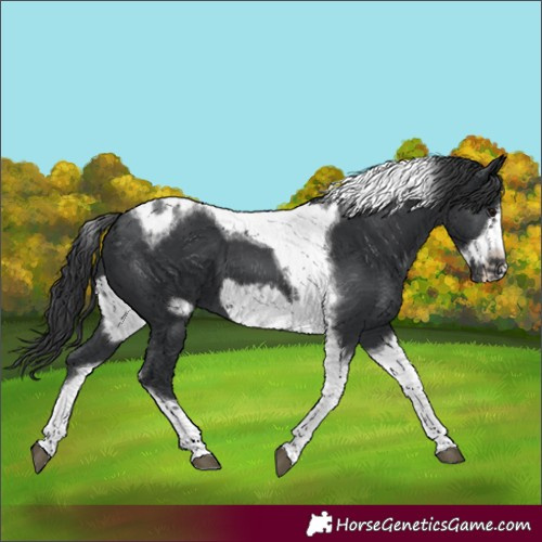 Horse Color:Black Tobiano Frame