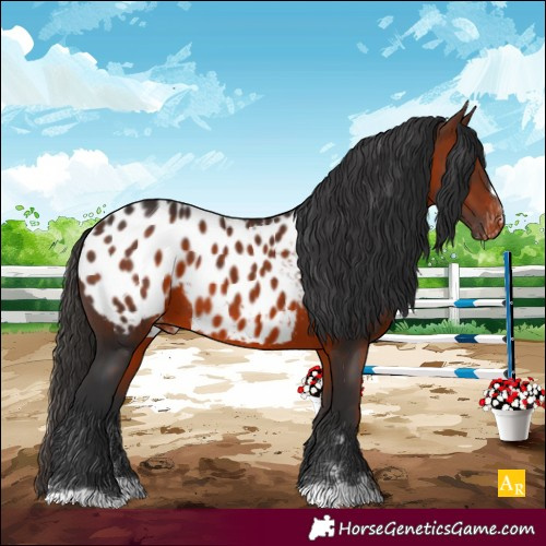 Horse Color:Brown Appaloosa 