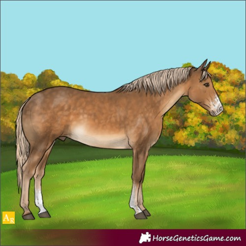 Horse Color:Chocolate Palomino Sabino Rabicano