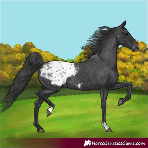 Horse Color:Unknown 