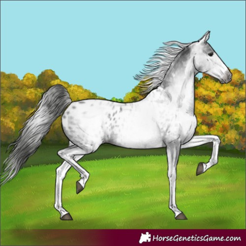 Horse Color:Gray White Spotted Black Near Leopard 