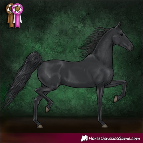 Horse Color:Black Rabicano 