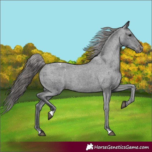 Horse Color:Black Varnish Rabicano 