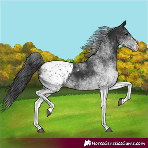 Horse Color:White Spotted Black Blanket Rabicano 