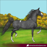 Horse Color:Black Varnish Rabicano