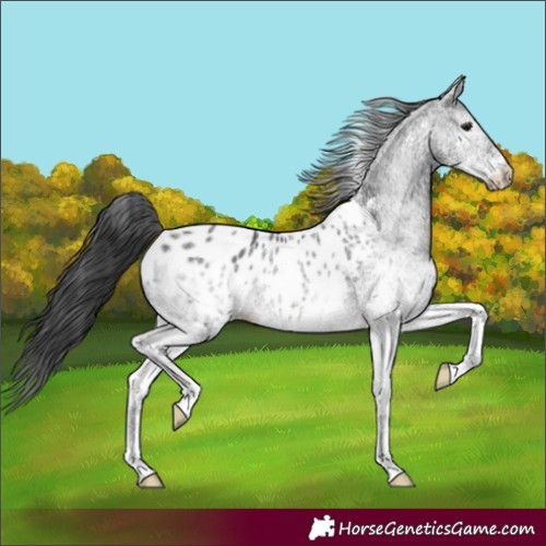 Horse Color:Unknown 