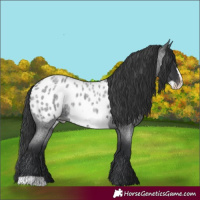 Horse Color:Blue Roan Frame Appaloosa 