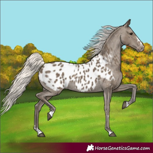 Horse Color:Silver Smoky Black Appaloosa 