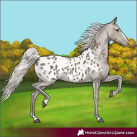 Horse Color:Silver Smoky Black Appaloosa