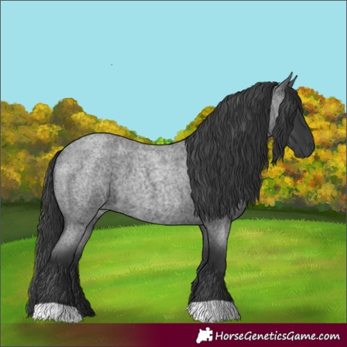 Horse Color:Blue Roan 