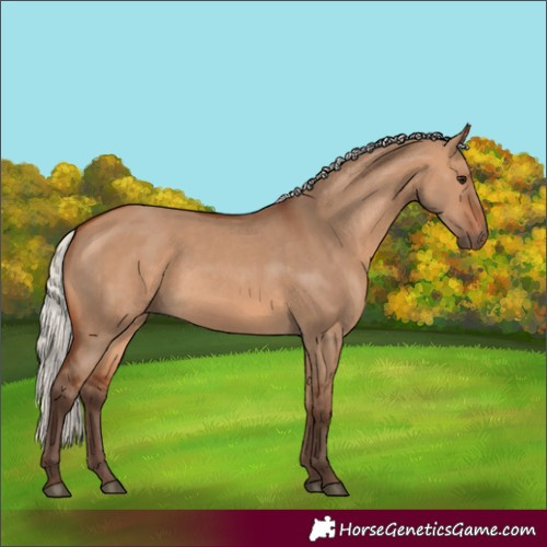 Horse Color:Silver Bay Dun 
