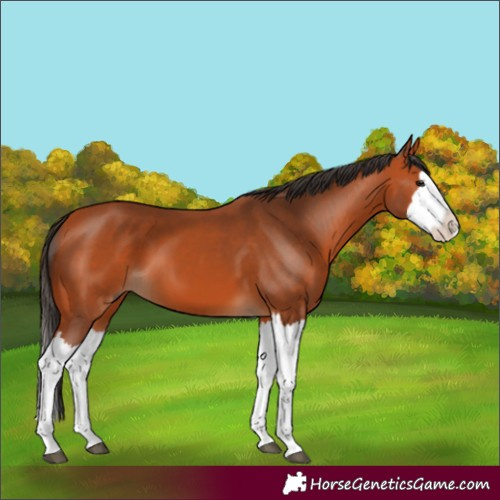 Horse Color:Bay Splash