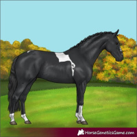Horse Color:Black Tobiano Rabicano 