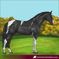 Horse Color:Black Tobiano Rabicano