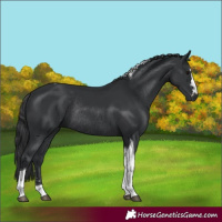 Horse Color:Black Tobiano Rabicano 