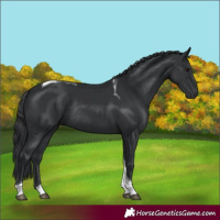 Horse Color:Black Tobiano Rabicano 